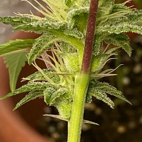 Alora Kush #1 growlog photo: Did she herm?
