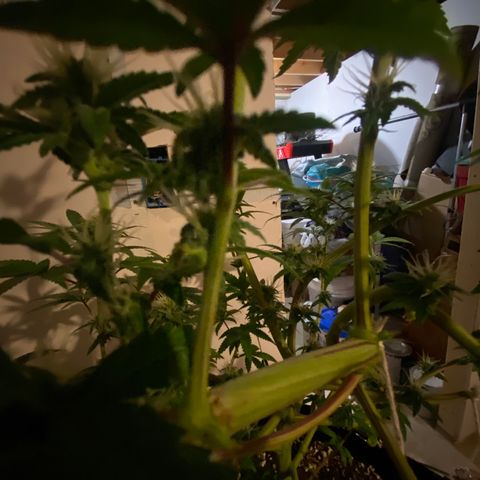 Alora Kush #1 growlog timeline photo