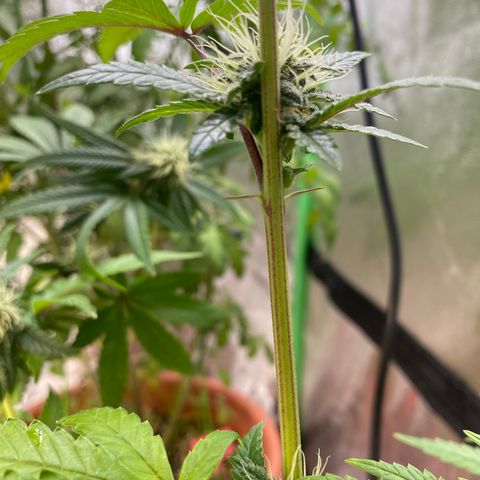 Alora Kush #1 growlog timeline photo