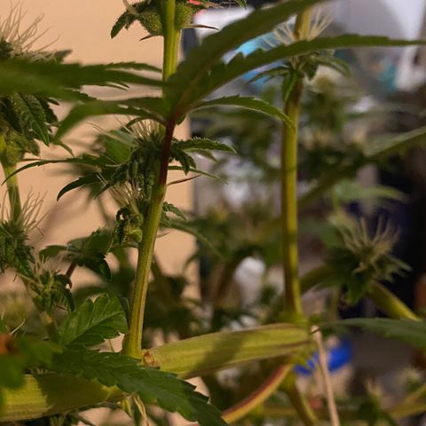 Alora Kush #1 growlog timeline photo