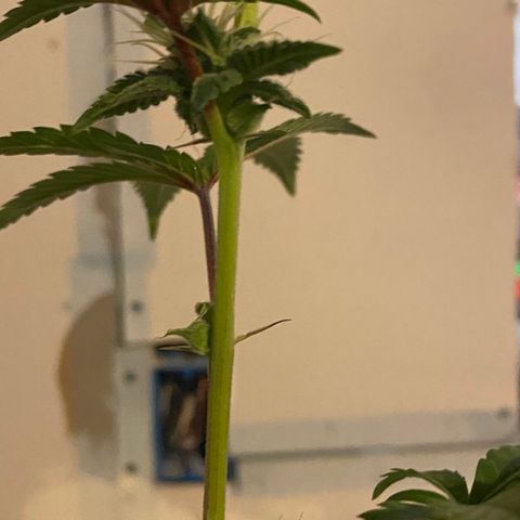 Alora Kush #1 growlog timeline photo
