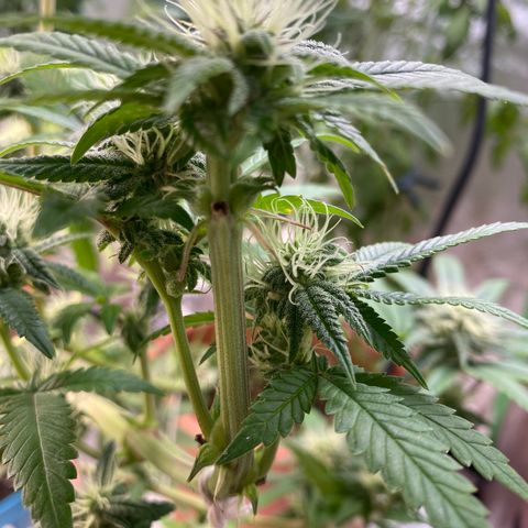 Alora Kush #1 growlog timeline photo