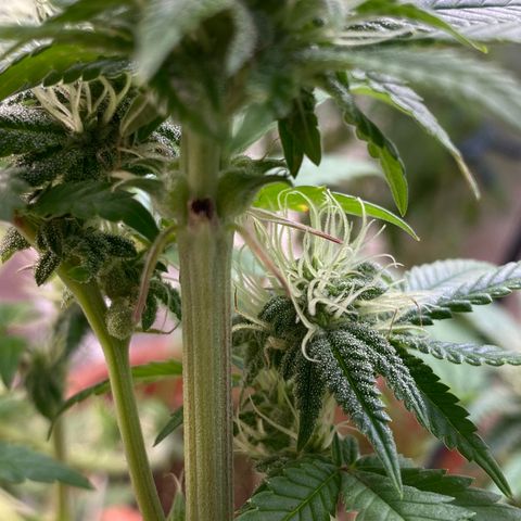 Alora Kush #1 growlog timeline photo