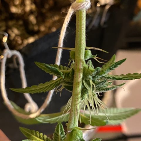 Alora Kush #1 growlog timeline photo