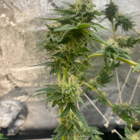 Alora Kush #1 growlog timeline photo
