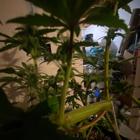 Alora Kush #1 growlog timeline photo