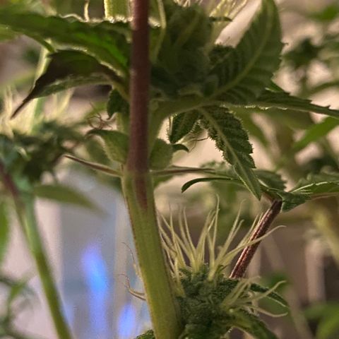 Alora Kush #1 growlog timeline photo