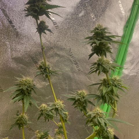 Alora Kush #1 growlog timeline photo