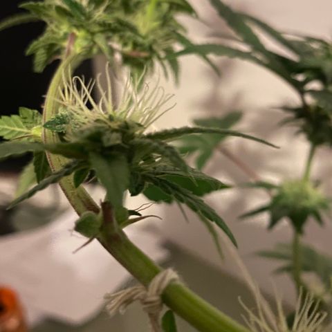 Alora Kush #1 growlog timeline photo