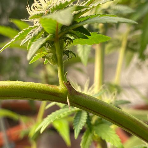 Alora Kush #1 growlog timeline photo