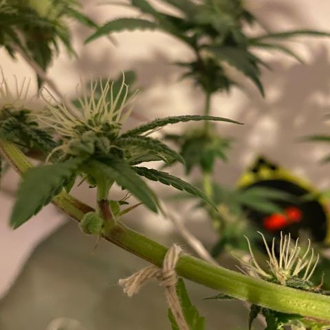 Alora Kush #1 growlog timeline photo