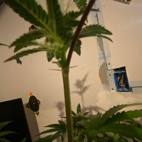 Alora Kush #1 growlog timeline photo