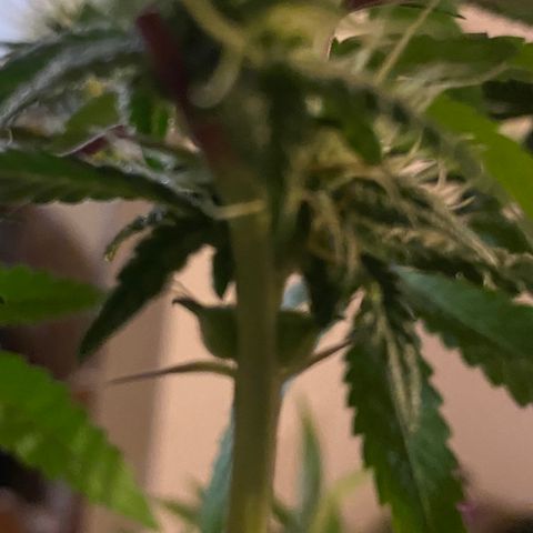 Alora Kush #1 growlog timeline photo