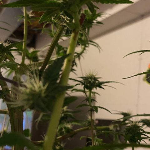 Alora Kush #1 growlog timeline photo