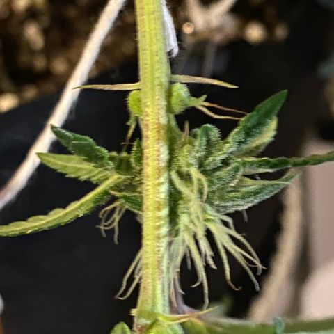 Alora Kush #1 growlog timeline photo