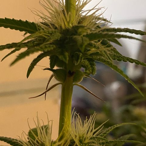 Alora Kush #1 growlog timeline photo