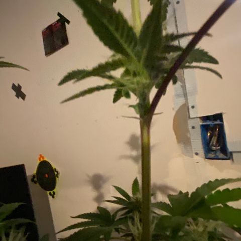 Alora Kush #1 growlog timeline photo