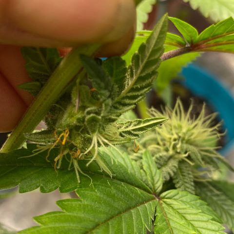 Alora Kush #1 growlog timeline photo