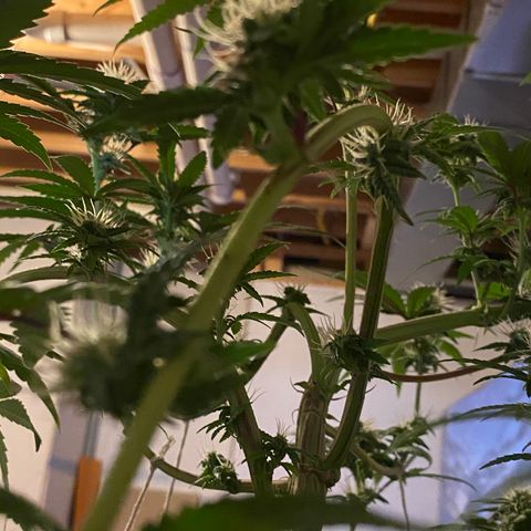 Alora Kush #1 growlog timeline photo