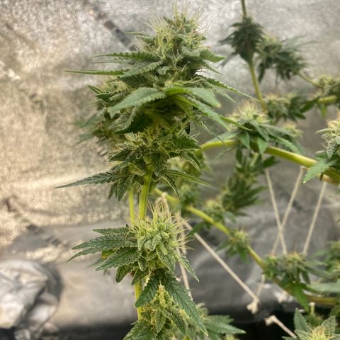 Alora Kush #1 growlog timeline photo