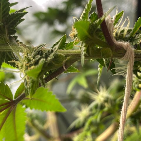 Alora Kush #1 growlog photo: Did she herm?