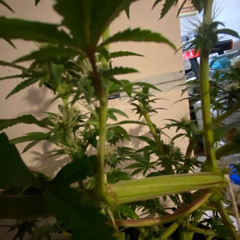 Alora Kush #1 growlog timeline photo