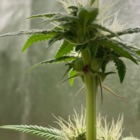 Alora Kush #1 growlog photo: Did she herm?