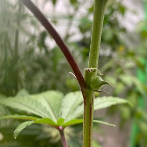 Alora Kush #1 growlog photo: Did she herm?