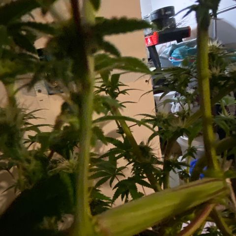 Alora Kush #1 growlog timeline photo