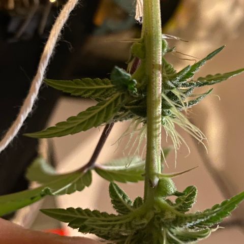 Alora Kush #1 growlog timeline photo