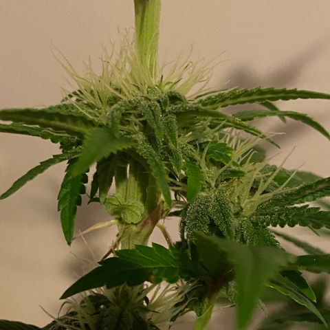 Alora Kush #1 growlog timeline photo