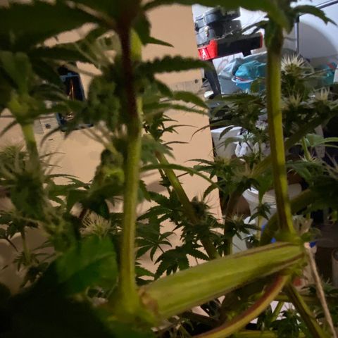 Alora Kush #1 growlog timeline photo