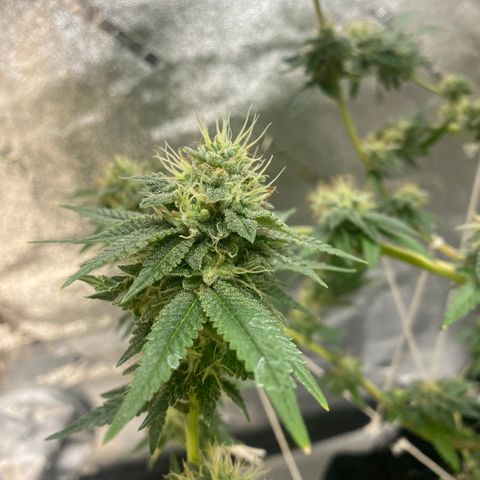 Alora Kush #1 growlog timeline photo