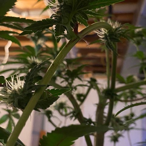 Alora Kush #1 growlog timeline photo