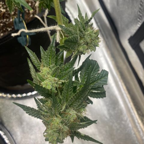 Alora Kush #1 growlog timeline photo