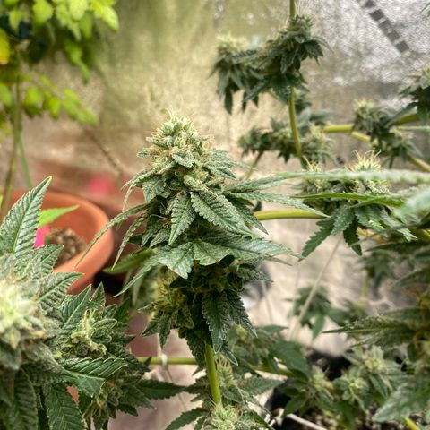 Alora Kush #1 growlog timeline photo