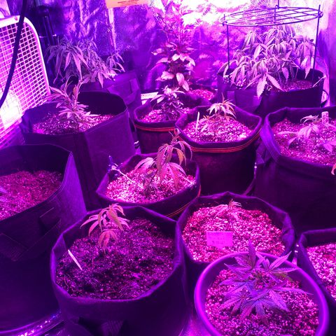 Alora Kush #1 growlog timeline photo