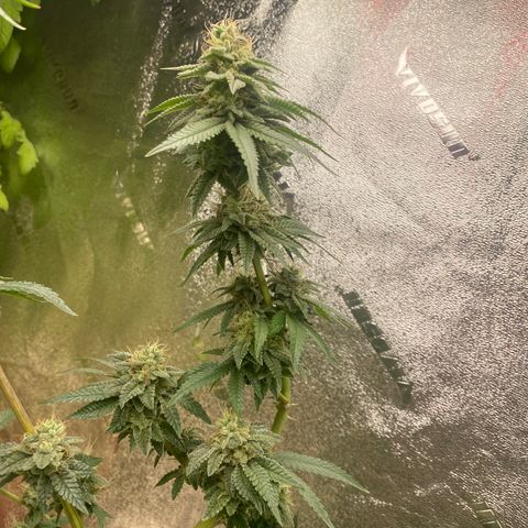 Alora Kush #1 growlog timeline photo