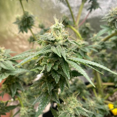 Alora Kush #1 growlog timeline photo