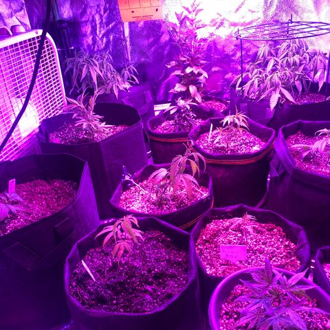 Alora Kush #1 growlog timeline photo