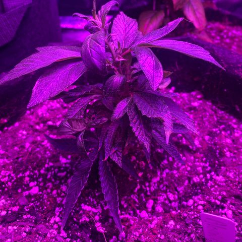 Alora Kush #1 growlog timeline photo