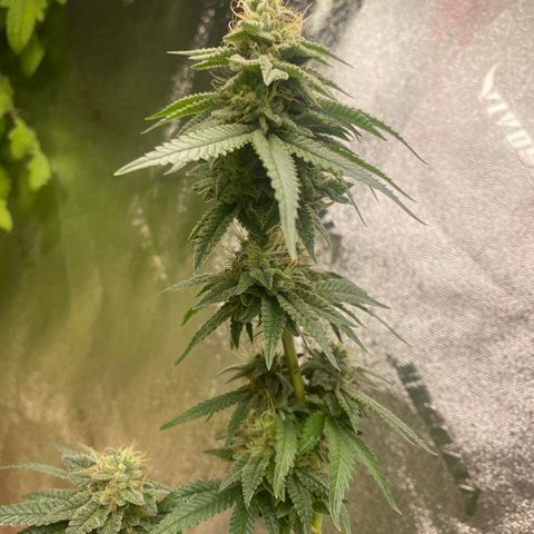 Alora Kush #1 growlog timeline photo