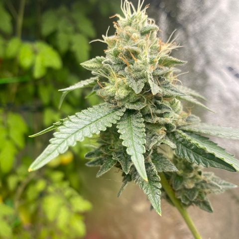 Alora Kush #1 growlog timeline photo