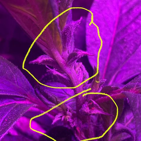 Alora Kush #1 growlog photo: So… according to Google, I Monster Cropped this one. I had this on my list to try, but I wanted a few more grows down before trying. According to discord, these are not bananas and she’s doing just fine.