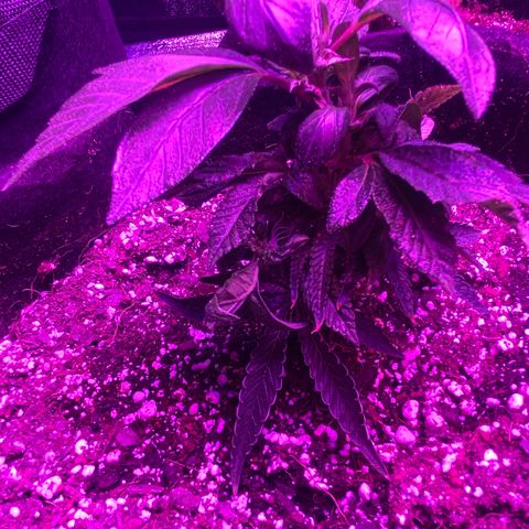 Alora Kush #1 growlog photo: So… according to Google, I Monster Cropped this one. I had this on my list to try, but I wanted a few more grows down before trying. According to discord, these are not bananas and she’s doing just fine.