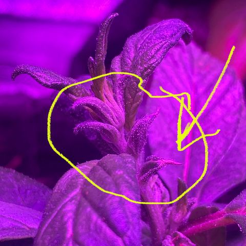 Alora Kush #1 growlog photo: So… according to Google, I Monster Cropped this one. I had this on my list to try, but I wanted a few more grows down before trying. According to discord, these are not bananas and she’s doing just fine.