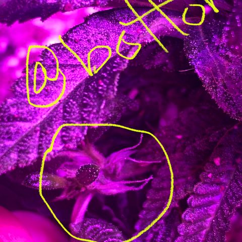 Alora Kush #1 growlog photo: So… according to Google, I Monster Cropped this one. I had this on my list to try, but I wanted a few more grows down before trying. According to discord, these are not bananas and she’s doing just fine.