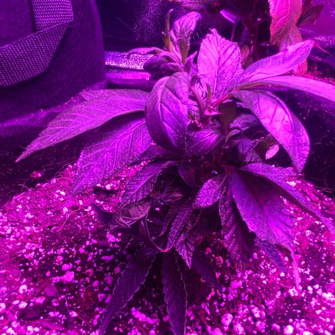 Alora Kush #1 growlog photo: So… according to Google, I Monster Cropped this one. I had this on my list to try, but I wanted a few more grows down before trying. According to discord, these are not bananas and she’s doing just fine.