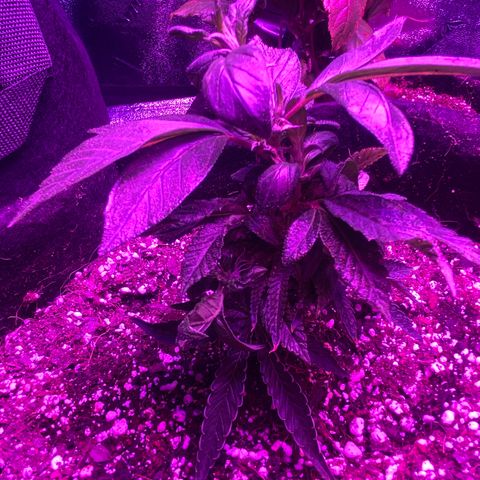 Alora Kush #1 growlog photo: So… according to Google, I Monster Cropped this one. I had this on my list to try, but I wanted a few more grows down before trying. According to discord, these are not bananas and she’s doing just fine.