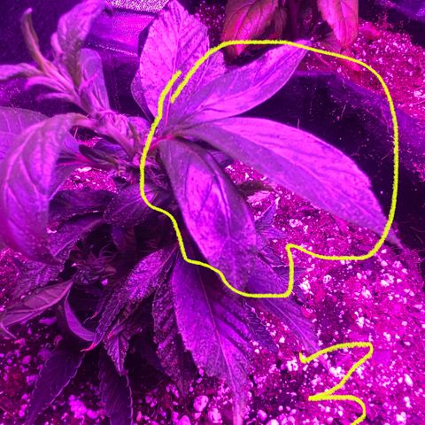 Alora Kush #1 growlog photo: So… according to Google, I Monster Cropped this one. I had this on my list to try, but I wanted a few more grows down before trying. According to discord, these are not bananas and she’s doing just fine.